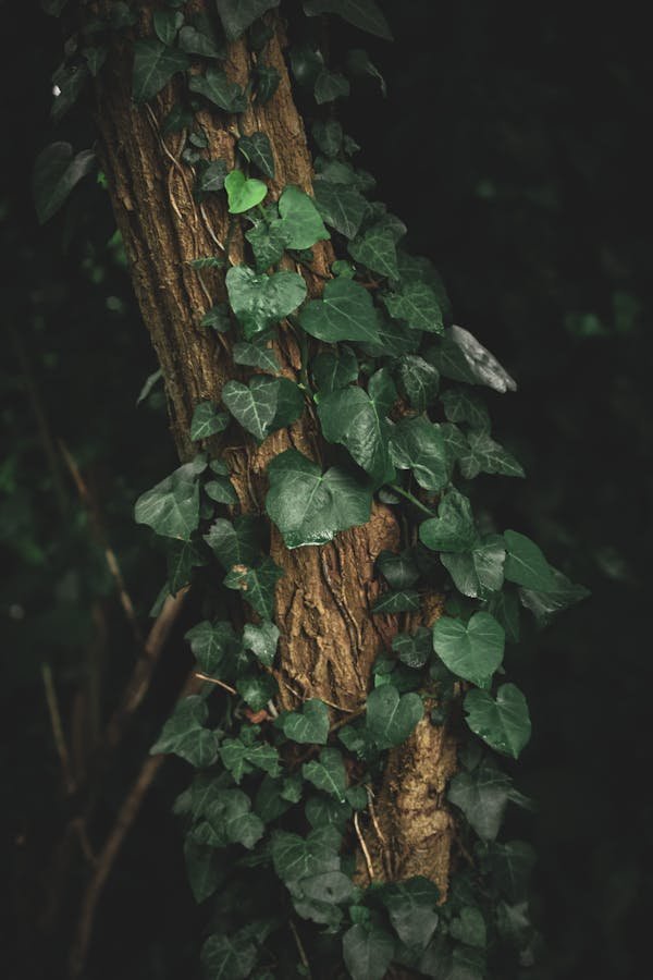 Faux lierres : donnez vie à vos espaces sans effort